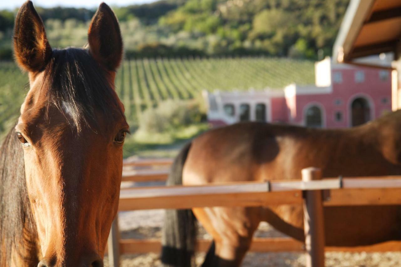 Tenuta Il Sassone - Wine&Food Massa Marittima Zewnętrze zdjęcie